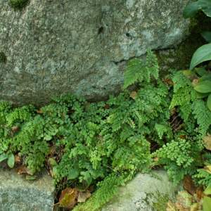 2017-03/-adiantum-venustum-bergadiantum-augusti.jpg