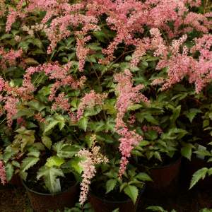 2017-03/astilbe-bronze-elegans-fj-derastilbe-augusti.jpg