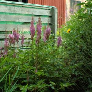 2017-03/astilbe-chinensis-var.-taquetii-stor-plymastilbe-augusti.jpg
