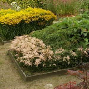 2017-03/astilbe-sprite-fj-derastilbe-augusti.jpg