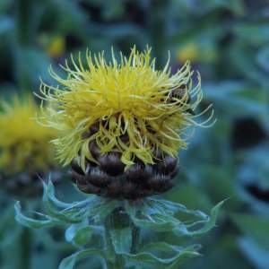 2017-03/centaurea-macrocephala-gulklint-augusti.jpg