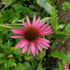 2017-03/echinacea-purpurea-r-drudbeckia-augusti.jpg