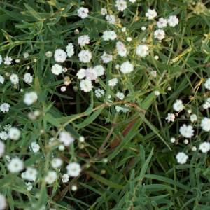 2017-03/gypsophila-rosenschleier-rosensl-ja-augusti.jpg