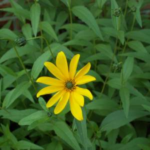 2017-03/helianthus-x-lateriflorus-miss-mellish-pr-riesolros-augusti.jpg