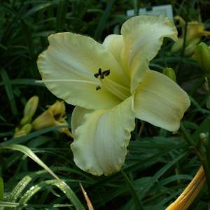 2017-03/hemerocallis-arctic-snow-daglilja-augusti.jpg