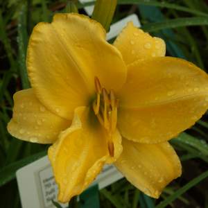 2017-03/hemerocallis-missoury-beauty-daglilja-augusti.jpg