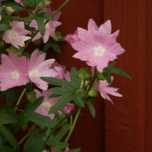 2017-03/malva-alcea-fastigiata-rosenmalva-augusti.jpg